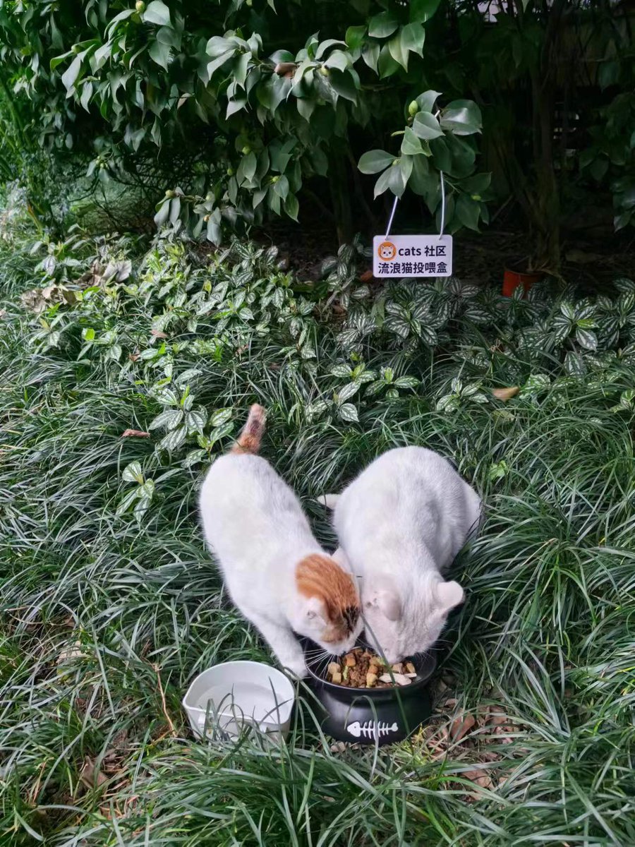 今天去喂流浪猫了，这一只好像是跟人家打架受伤了，腿都瘸了，可哭死我了。感谢 $cats 社区，支持我去救助和喂养流浪猫，希望大家都能一起加入进来，让流浪猫吃饱饭，有地方睡觉。受伤的猫也能得到救助。❤️
@brc20BtcCats