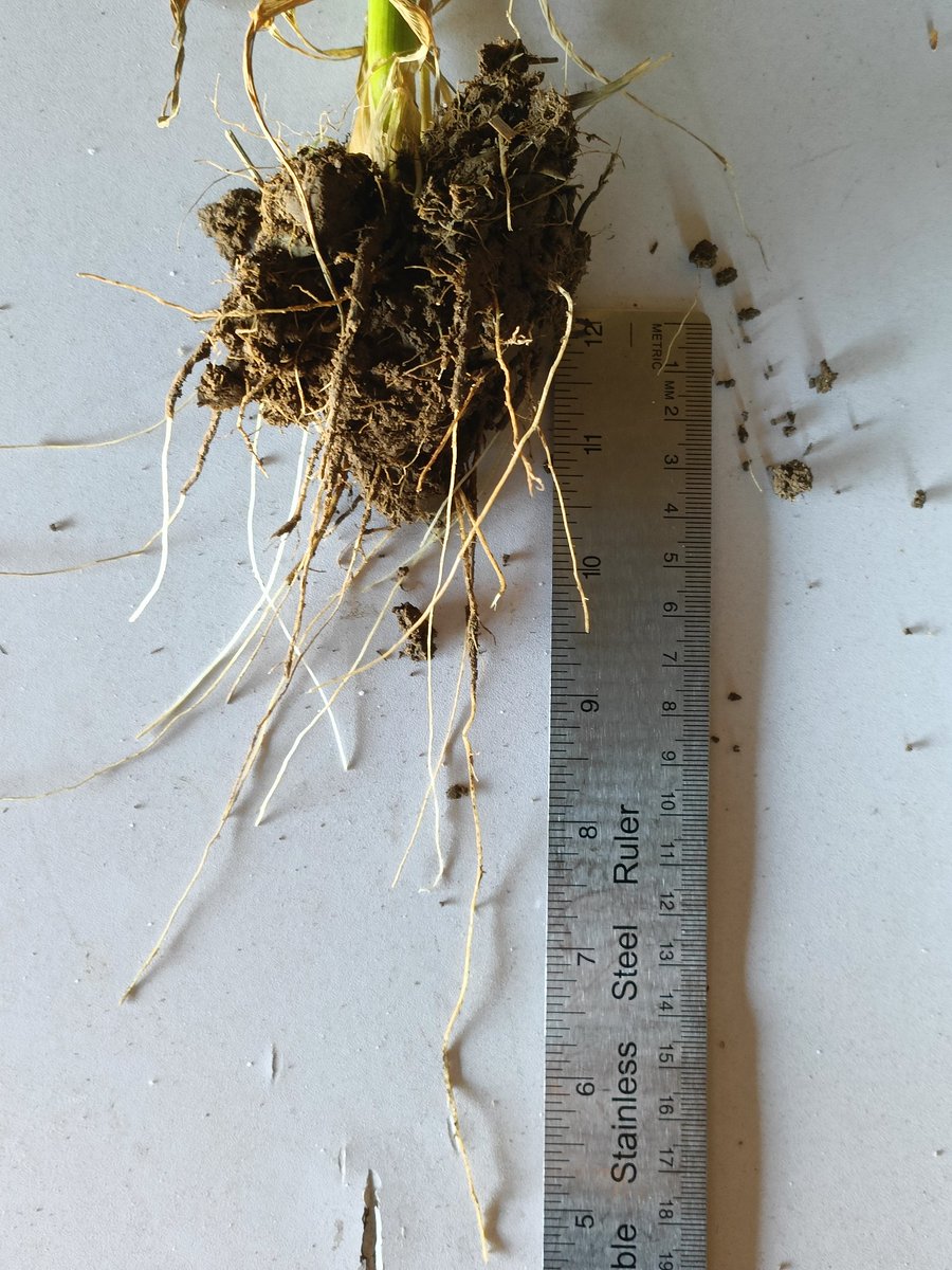This might not look much of a cover crop. Look at roots on vol. Oats that I pulled from the field. Soil is alive @BaseIreland