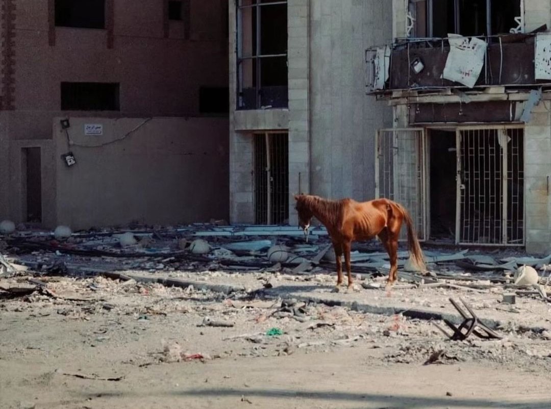 Timesofgaza's tweet photo. 100 days of starvation for every living creature in Gaza https://t.co/e0leLbSiPQ
