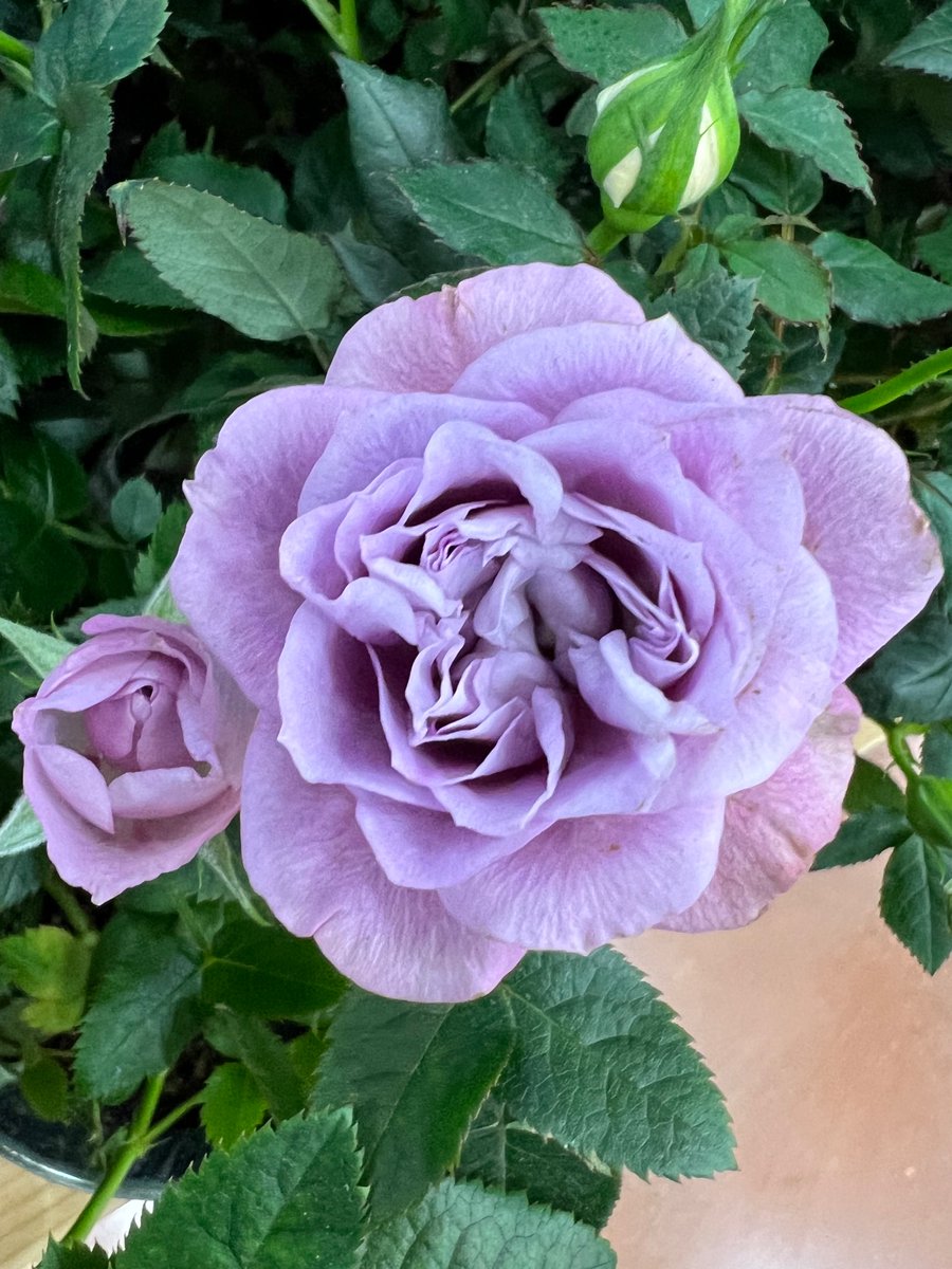AlexOngOfficial's tweet photo. Have a Rosey morning 😊…
#good #roses
#morning
#fresh #traderjoes #daily
#beautiful #pretty #beauty
#flowers #valentinesday
#barbie #hot #ppink
#views
@OngDevLab https://t.co/Wzkq9V3gL7