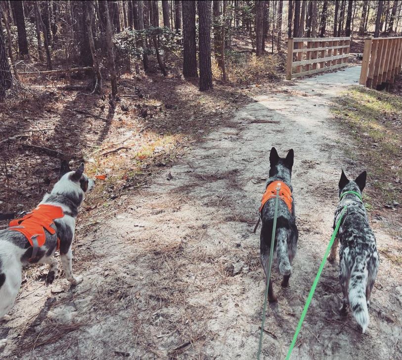 WakeGovParks's tweet photo. We love winter walks at #SandyPines Nature Preserve! Grab your best friends and head out on an adventure today. Thanks to Instagram's the_masked_archer for sharing their latest visit with us. #SundayShare https://t.co/rVnWtRN3YE