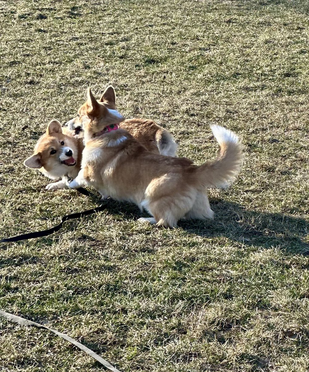 AfewpagesofHope's tweet photo. Dnešní corgi sraz 🐶🐶🐶 11 corgisaku 🐶 
#welshcorgipembroke #OrkaTheCorgi #twilisky #CorgiCrew https://t.co/a28Kllc8CI