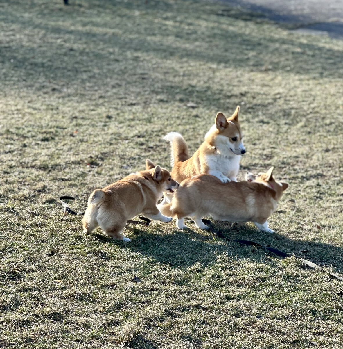 AfewpagesofHope's tweet photo. Dnešní corgi sraz 🐶🐶🐶 11 corgisaku 🐶 
#welshcorgipembroke #OrkaTheCorgi #twilisky #CorgiCrew https://t.co/a28Kllc8CI