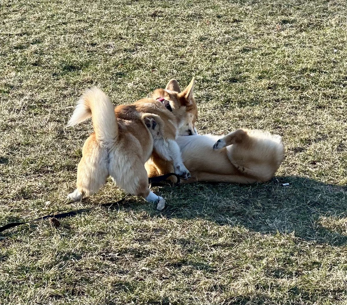 AfewpagesofHope's tweet photo. Dnešní corgi sraz 🐶🐶🐶 11 corgisaku 🐶 
#welshcorgipembroke #OrkaTheCorgi #twilisky #CorgiCrew https://t.co/a28Kllc8CI