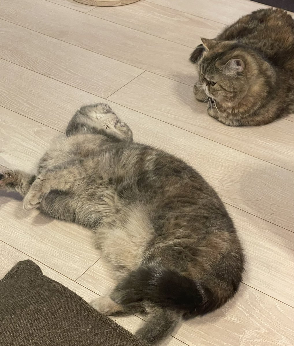 相変わらず仲悪いなぁと思ってたけど
なんやかんやで同じ画角に入る写真が
最近多くなってきたなぁとしみじみ☺️

ミーナからお尻嗅ぎにいったりも
するようになりました🐈