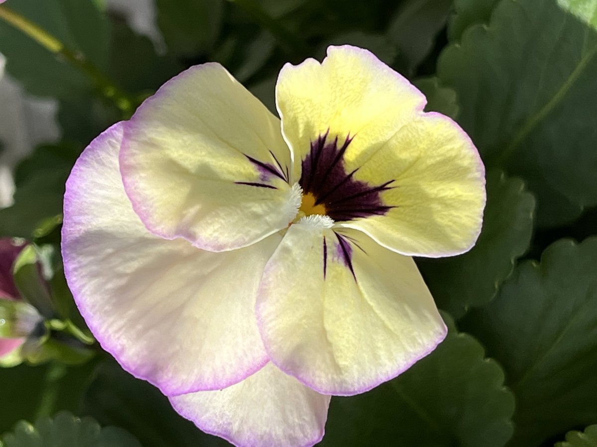 michiko_neko299's tweet photo. Good night🌙
Dear friends and flowers💛💕
日曜日も終わりです
明日に備えて早く寝ましょう😴
今夜も冷えますからね
空気も乾燥しているので
加湿をお忘れなく!
#パンジー #ビオラ #アップルランド #Pansy #Viola #Appleland https://t.co/iagrpWsmfe
