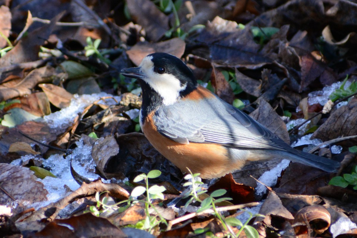 shinozacky666's tweet image. バードウォッチング。やっぱキットレンズでは鳥の撮影は難しいｗｗｗ
AF-P DX NIKKOR 70-300mm f/4.5-6.3G ED VR
#カメラ散歩おじさん
#nikon
#d7100
#天平の丘公園