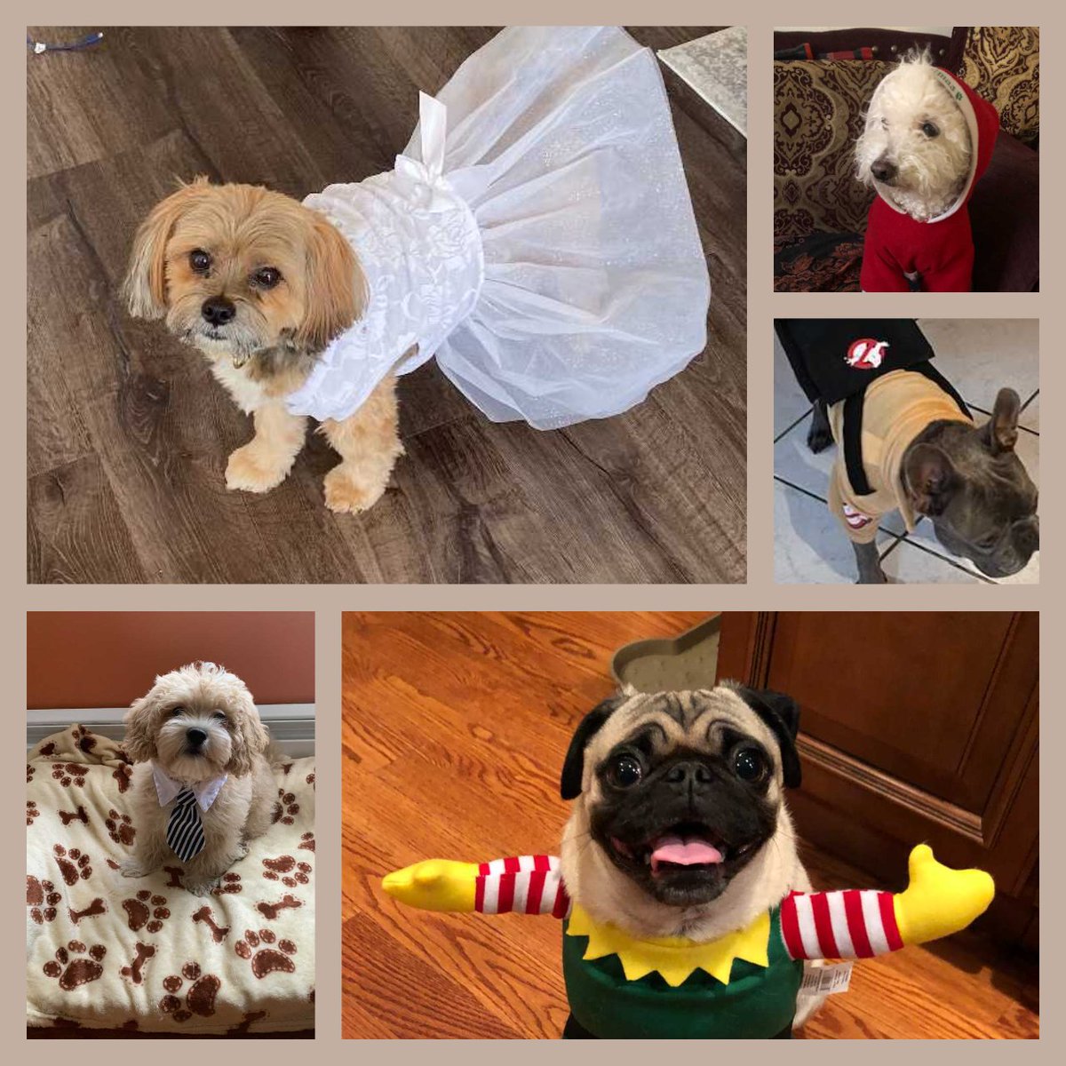 Want to smile a little extra today? Check out our team's furry friends dressed up in their most adorable outfits! We hope this made your day a little bit brighter :) #Woof! #TypicallyTogo #NationalDressUpYourPetDay