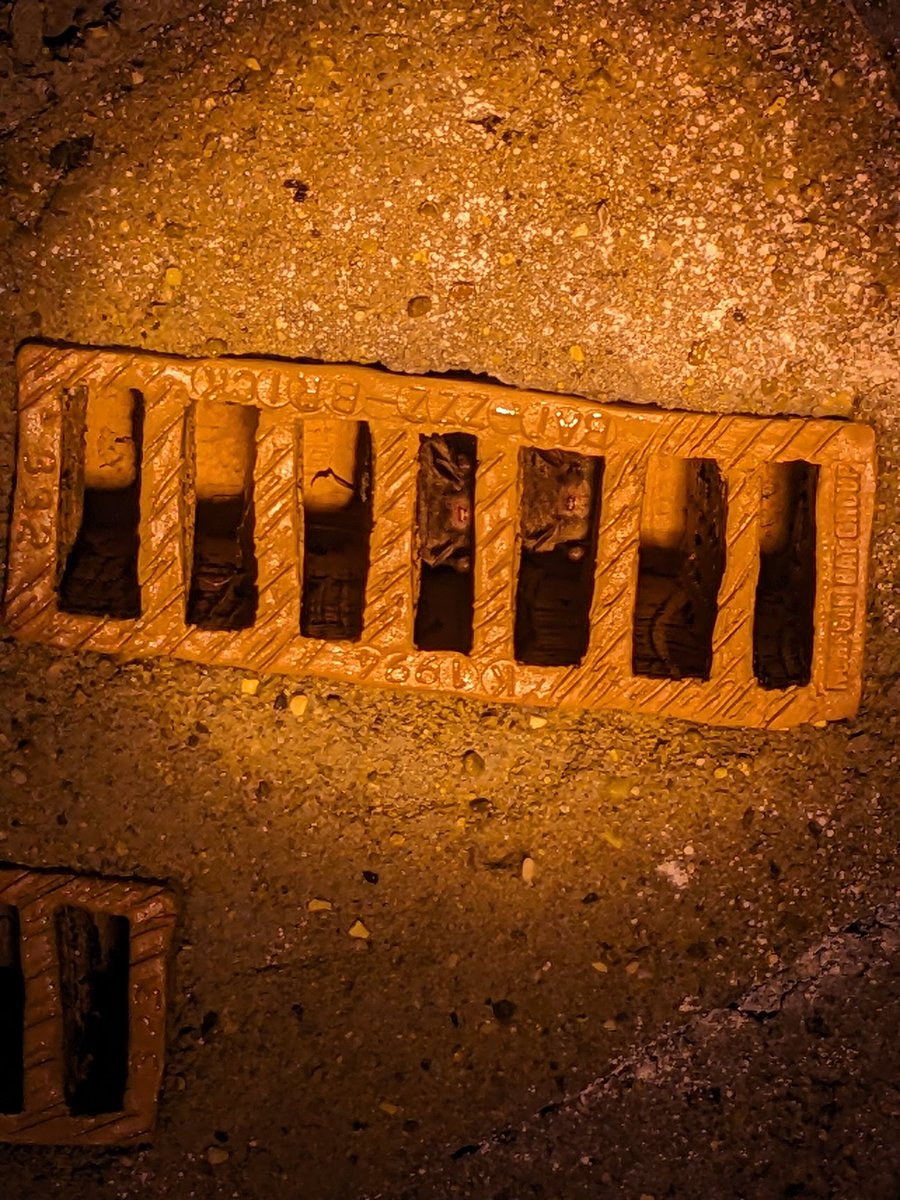 NorwichBats's tweet photo. It's hibernation season! Bat group members Susie &amp; Mary have been out undertaking checks for @BCT_NBMP today. Eight Daubenton's in this tunnel. https://t.co/De6RjoYW0G