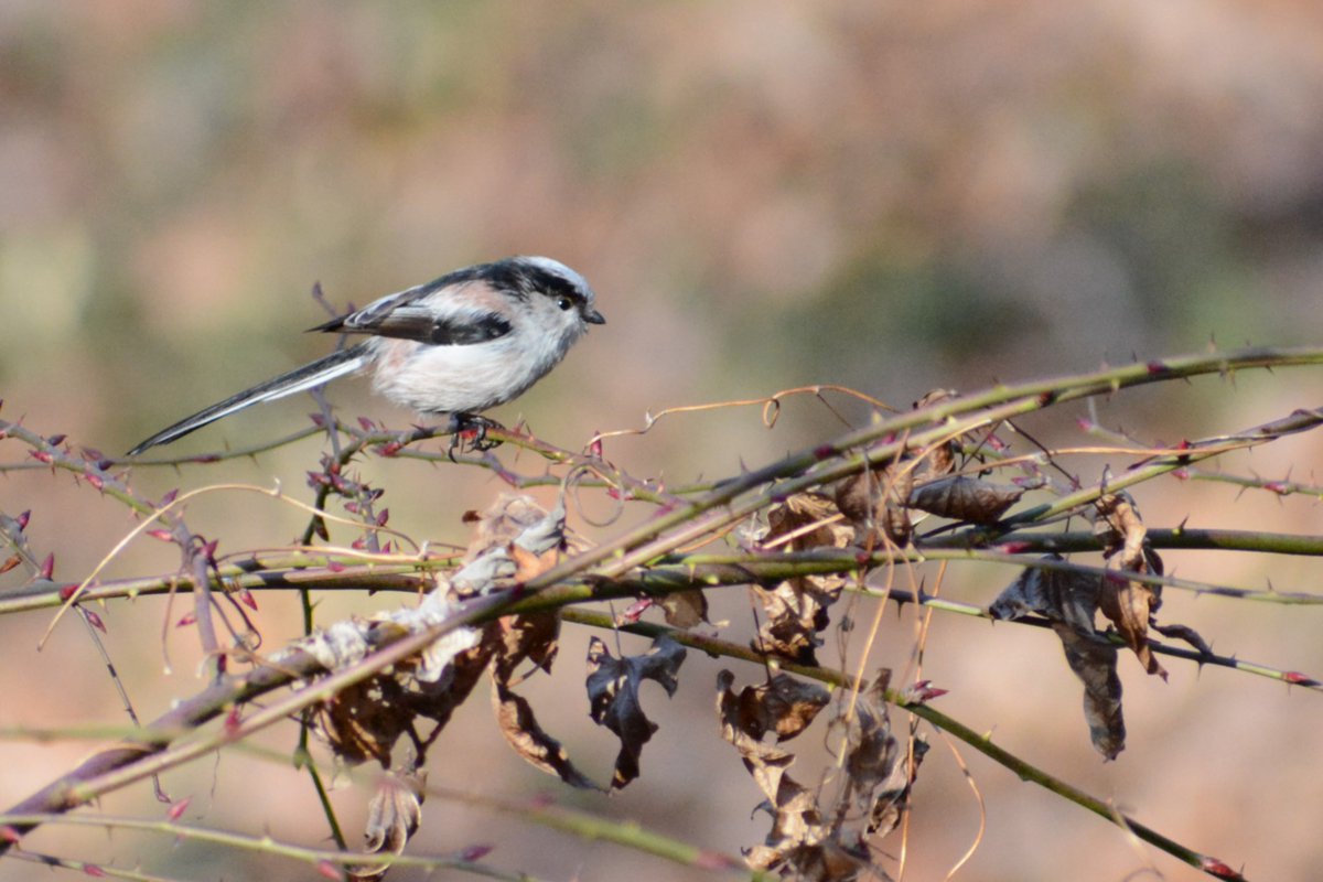 shinozacky666's tweet image. バードウォッチング。やっぱキットレンズでは鳥の撮影は難しいｗｗｗ
AF-P DX NIKKOR 70-300mm f/4.5-6.3G ED VR
#カメラ散歩おじさん
#nikon
#d7100
#天平の丘公園