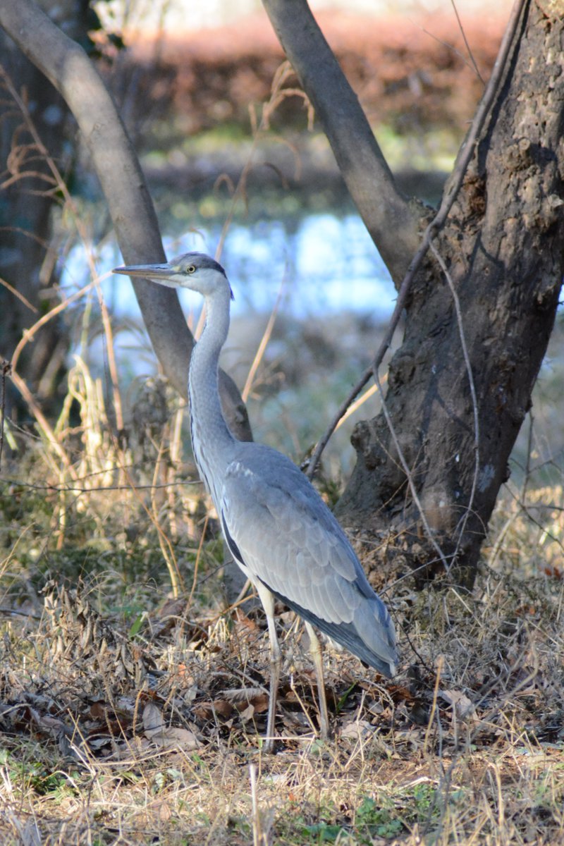 shinozacky666's tweet image. バードウォッチング。やっぱキットレンズでは鳥の撮影は難しいｗｗｗ
AF-P DX NIKKOR 70-300mm f/4.5-6.3G ED VR
#カメラ散歩おじさん
#nikon
#d7100
#天平の丘公園
