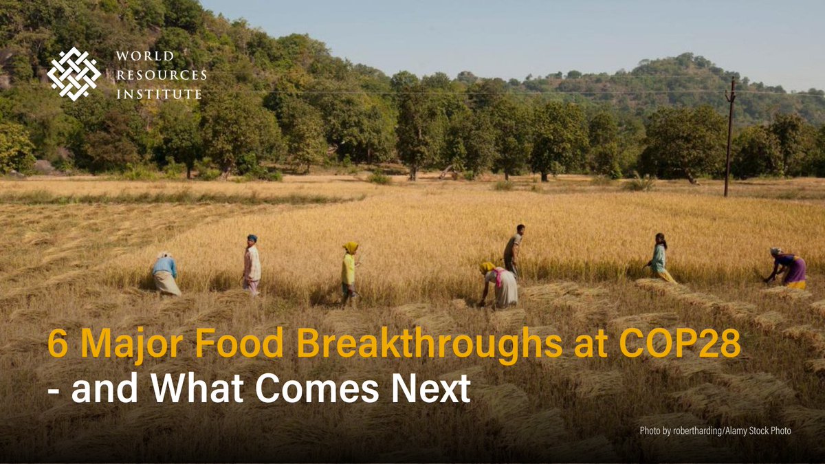 How the world produces and consumes food has a large bearing on its ability to slash methane emissions by 2030. During #COP28, we saw 6 notable outcomes that could drive transformational change in the #food sector.

bit.ly/3TxZhZt