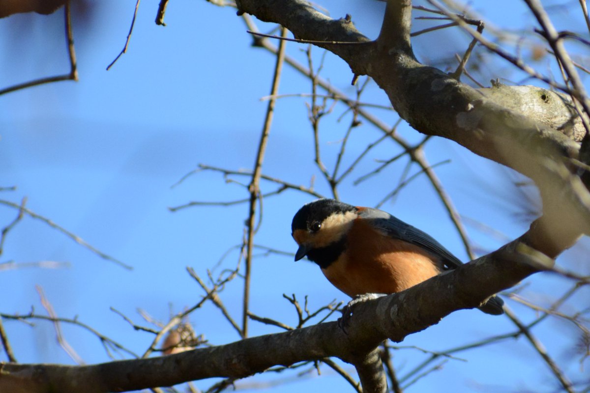 shinozacky666's tweet image. バードウォッチング。やっぱキットレンズでは鳥の撮影は難しいｗｗｗ
AF-P DX NIKKOR 70-300mm f/4.5-6.3G ED VR
#カメラ散歩おじさん
#nikon
#d7100
#天平の丘公園