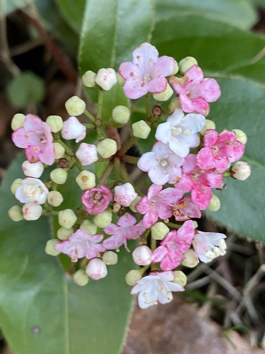 NoshiA100's tweet image. These pretty little flowers start off being a subtle shade of pink &amp;amp; then steadily become a bright white. This reminds me that change can be a scary process to go through but it’s something that at times needs to happen to make things better for ourselves 🤍💚🩷#Lessonsfromnature