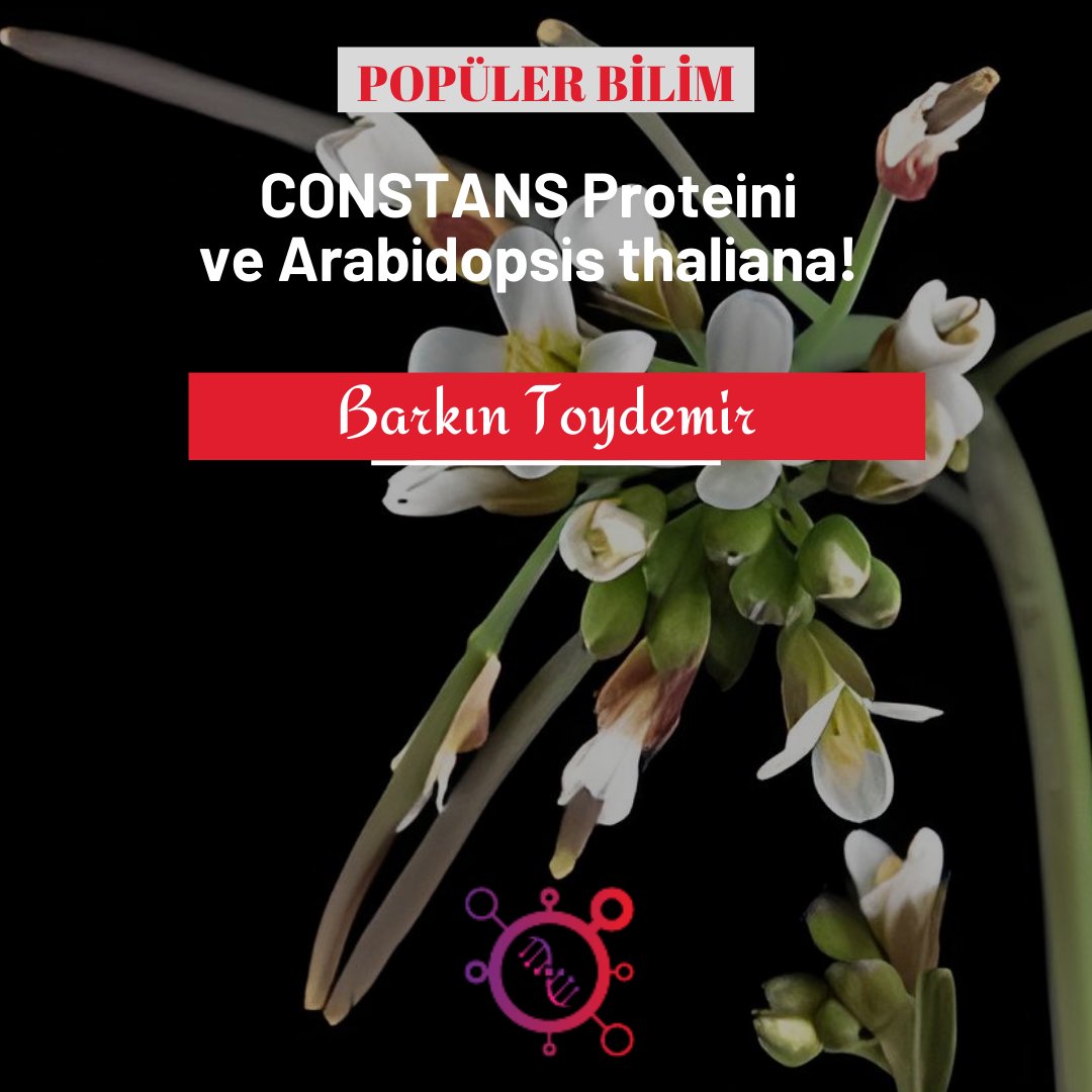 molekulce's tweet photo. B-kutu çinko parmak alanının ana üyesi olarak bilinen CONSTANS (CO), Arabidopsis (Arabidopsis thaliana) bitki türünde çiçeklenmenin ve biyolojik saatin düzenlenmesinde kilit bir rol oynar.
"CONSTANS Proteini ve Arabidopsis thaliana!"" adlı yazımız için👇🏻
https://t.co/ODp6ebVQzk" https://t.co/80jYmEZPr8