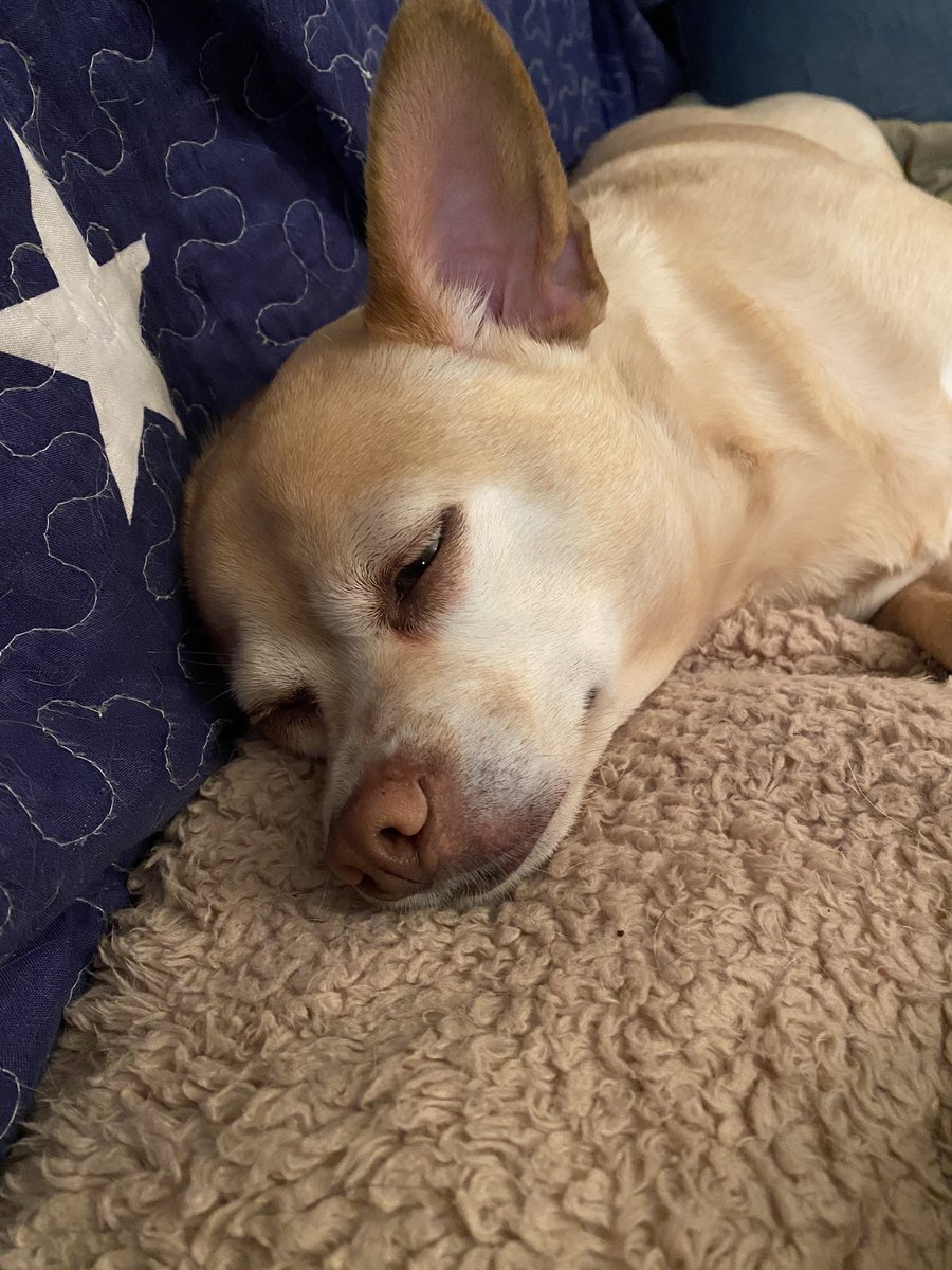 Dr Tracey Lynn Perez Koehlmoos tweet media