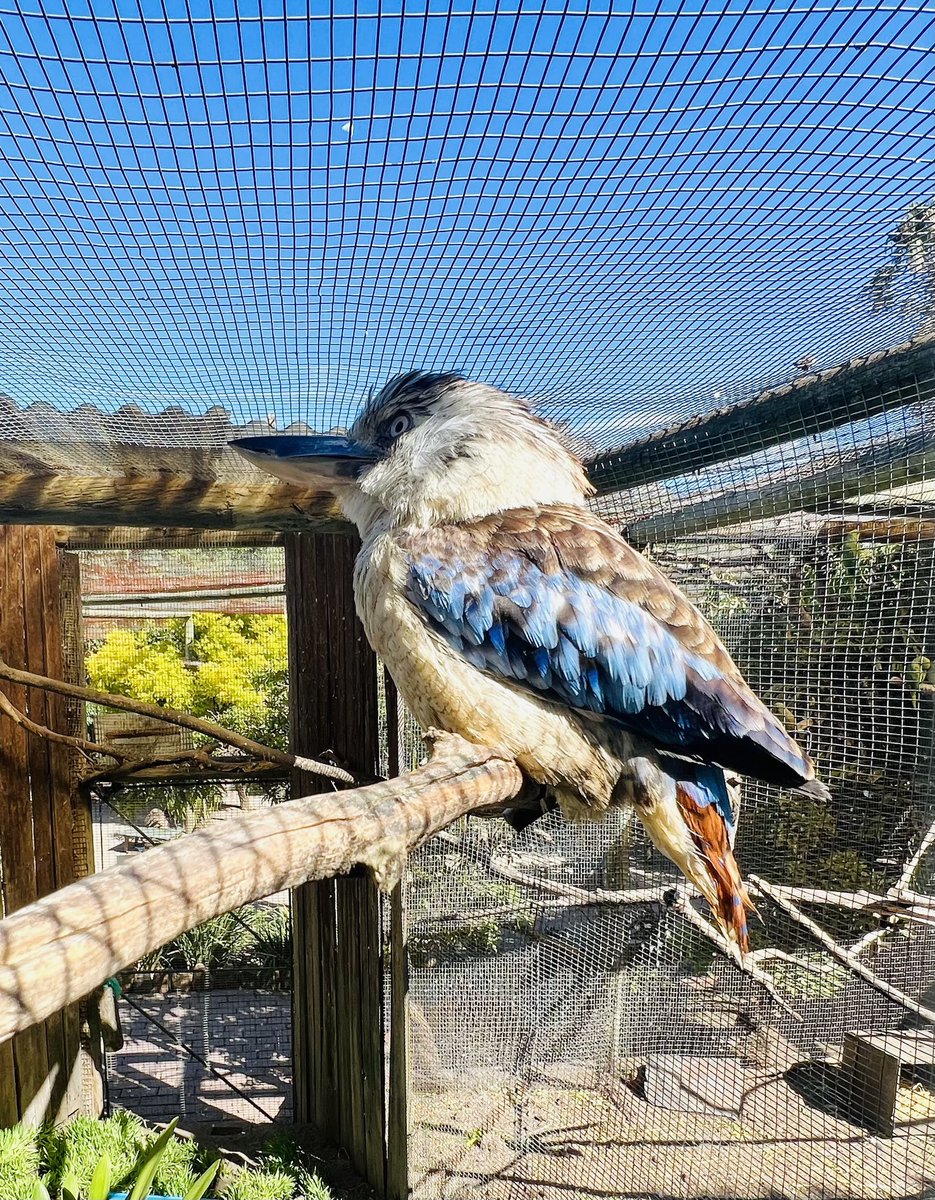 14 ans que je n’avais pas vu ni entendu de Kookaburra. Merci World of Birds pour ces retrouvailles avec une vieille connaissance australienne.