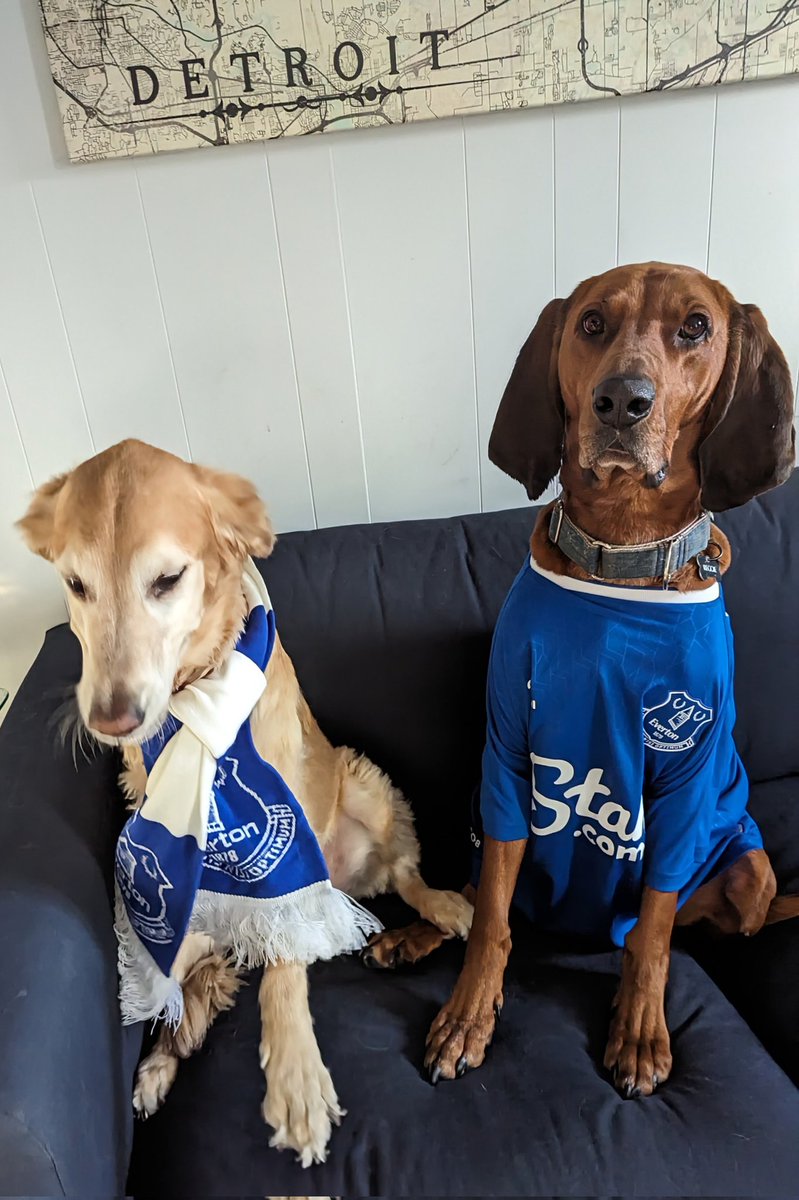 TomItUp's tweet photo. @premierleague @everton they got that dog in em. #MyPLMorning #UTFT https://t.co/J9ElQJbpGP