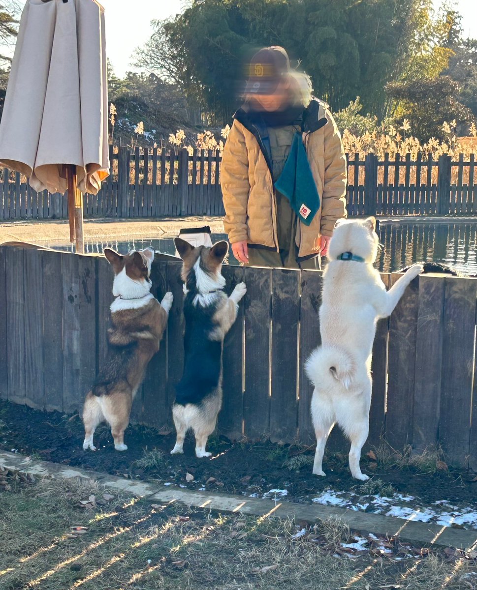 momogingin's tweet photo. わちゃわちゃ走った🌀🌀
#RAMBER DOGFIELD #コーギー大好き #コーギーのいる暮らし #ビーチっ子 https://t.co/U9hTix74Rz