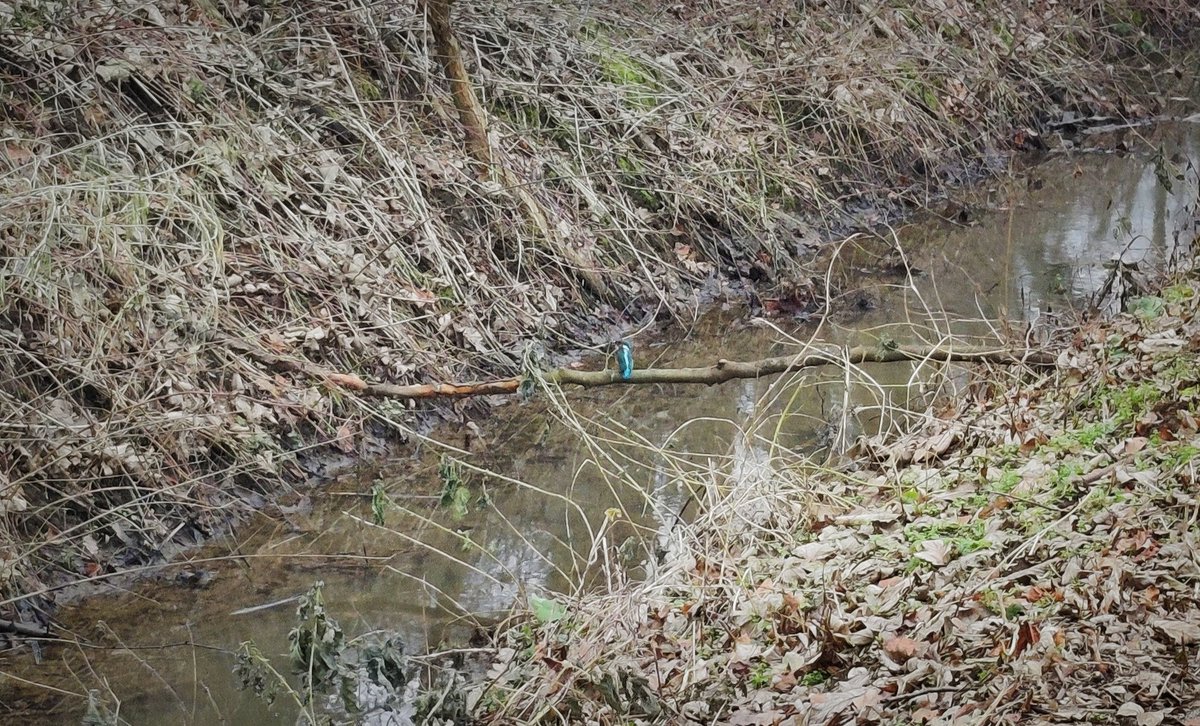 Ijsvogel - 15:00 - Abdij van Park. Weinig pixels maar toch mooi om te zien 🤩