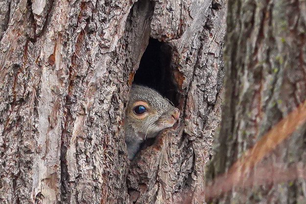 dan_annable's tweet photo. Peekaboo!
#squirrellover https://t.co/yxulTf1vXk
