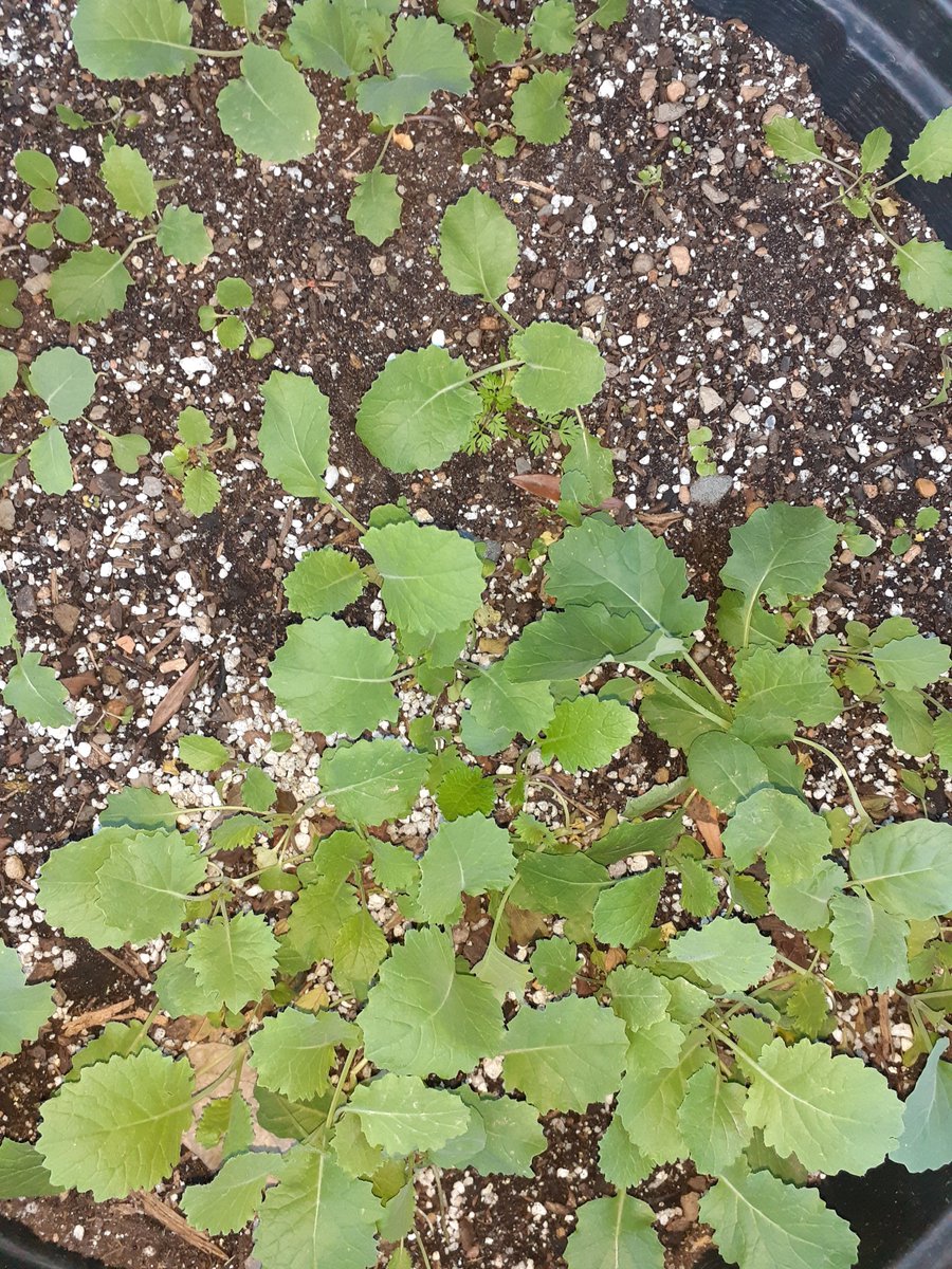 🌱1st time I sowed seeds by simply throwing them on top of dirt in my outdoor container garden. Within a week, scrumptious KALE seedlings appeared. Kale (inter alia) can be grown in pots indoors &amp; outdoors during WINTER. #FreshIsBestNoContest #Houseplants 
x.com/KujengaAfya/st…