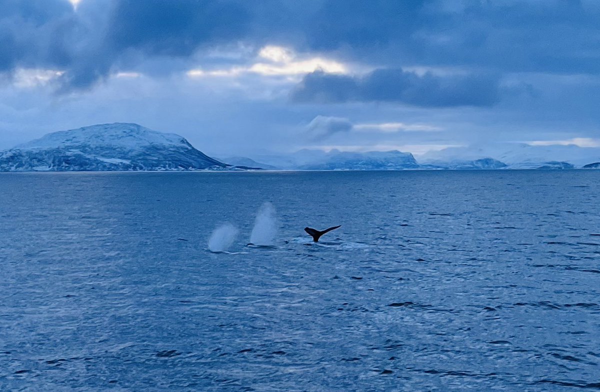 MathieuParker's tweet photo. Awesome overnight whale watching cruise on M/V Quest this weekend with the family and good friends from Nunavut! Although my poor camera skills don’t do it justice. very impressive to see so many humpbacks, finn whales and orcas all together at once!! #Arctic #backyardtourism https://t.co/4Vt2UVLd35