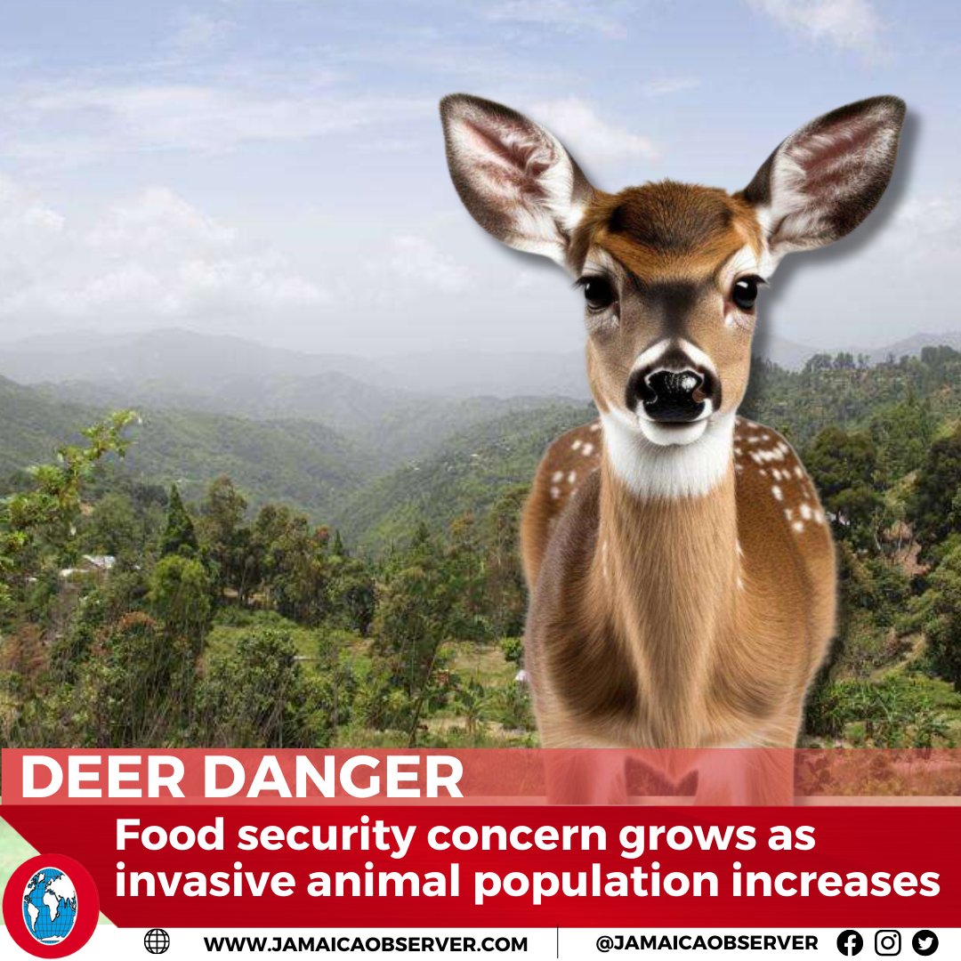 A social media post advertising the sale of a white-tailed fawn has triggered calls from concerned farmers and environmental experts for Government intervention in controlling the island's deer population.
jamaicaobserver.com/news/deer-dang…
