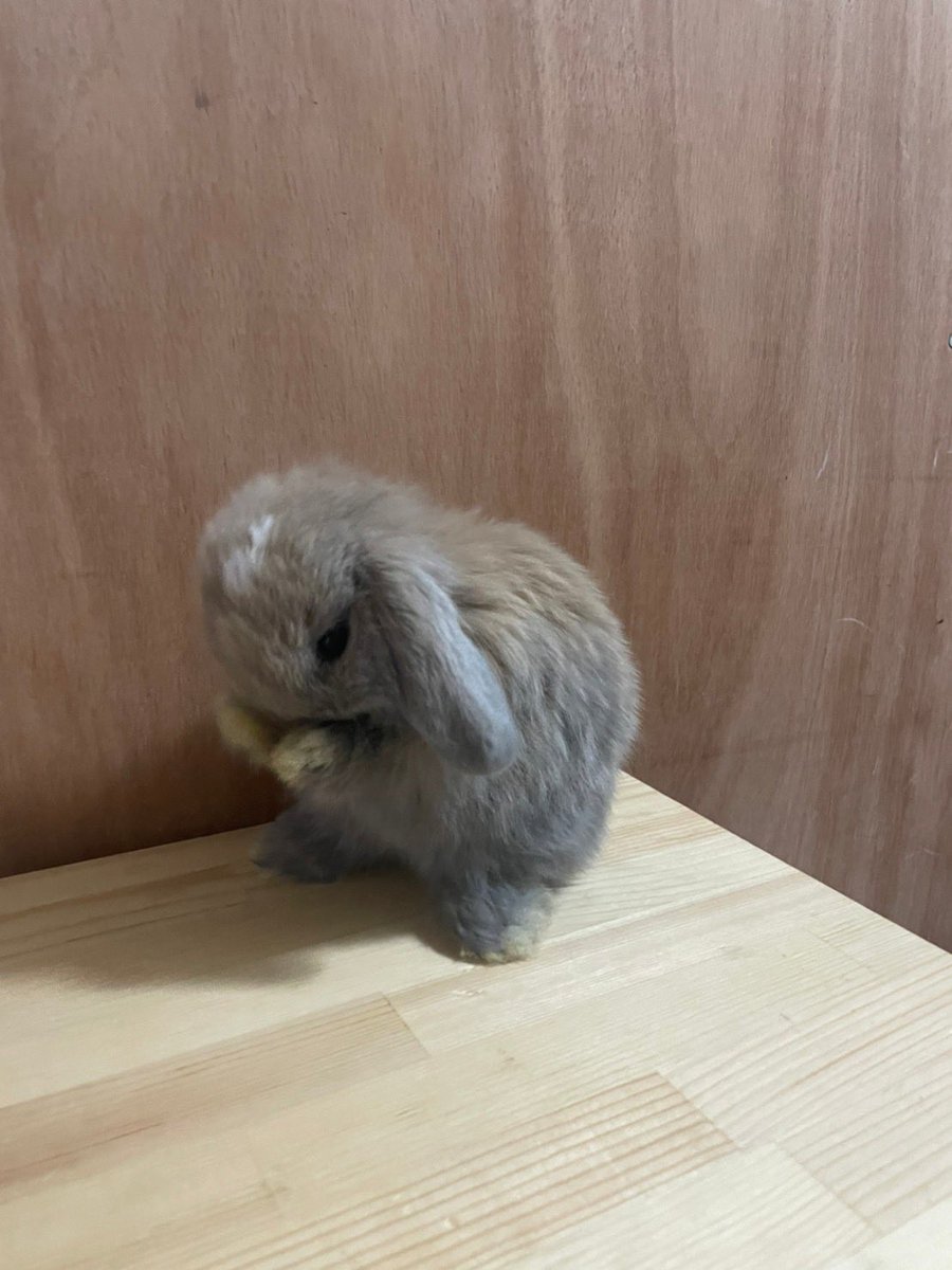 OORer0515's tweet photo. #全日本うさぎのエケチェン選手権 https://t.co/0fszCVzGPt