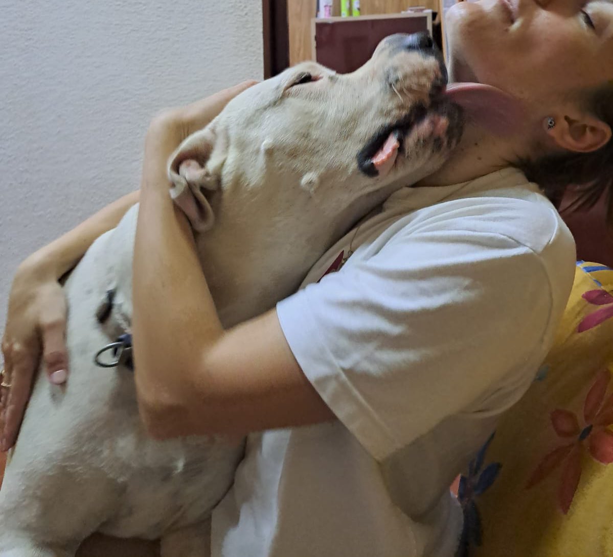 Lengüetazo de puro amor !!! Zamba #Dogoargentino el mejor perro del mundo 🤍🇦🇷