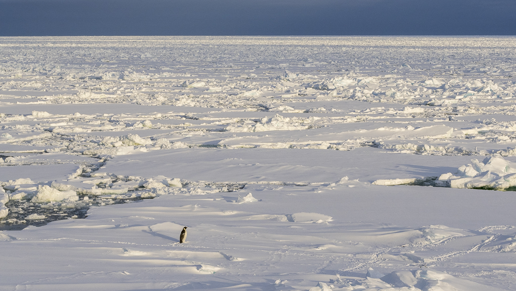 Un manchot empereur termine sa mue sur la banquise dérivante de la mer de Ross en #Antarctique An Emperor Penguin finishes its moult on the pack ice of the Ross Sea in #Antarctica