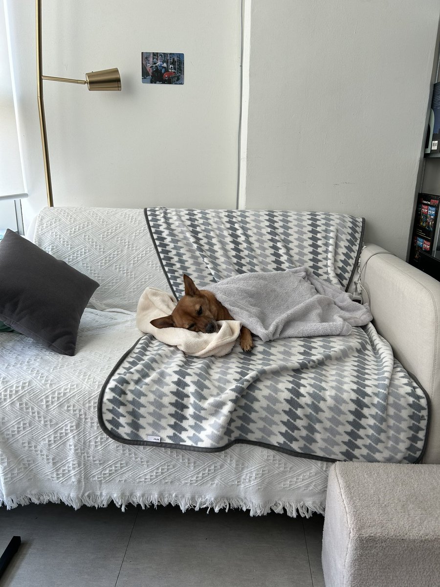 부러운 개팔자~~