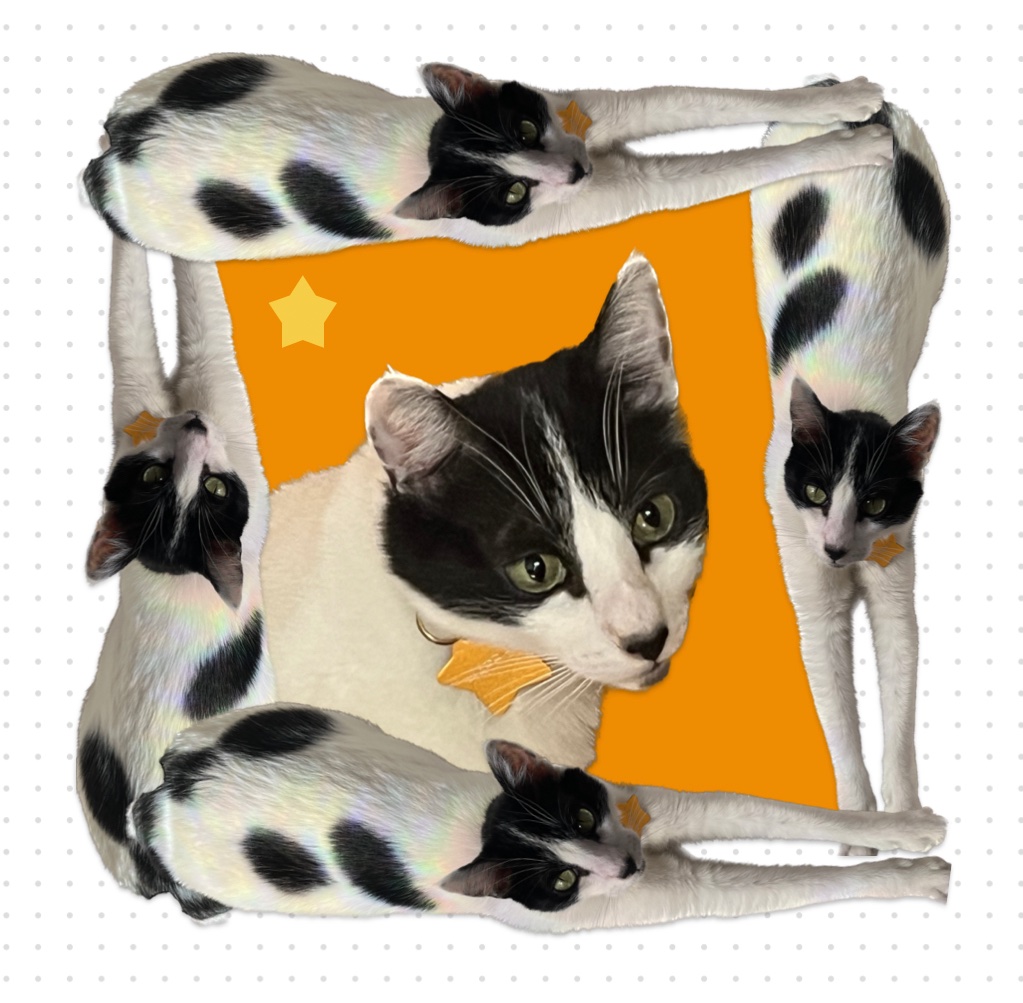 animal focus no humans cat whiskers animal looking at viewer orange background  illustration images