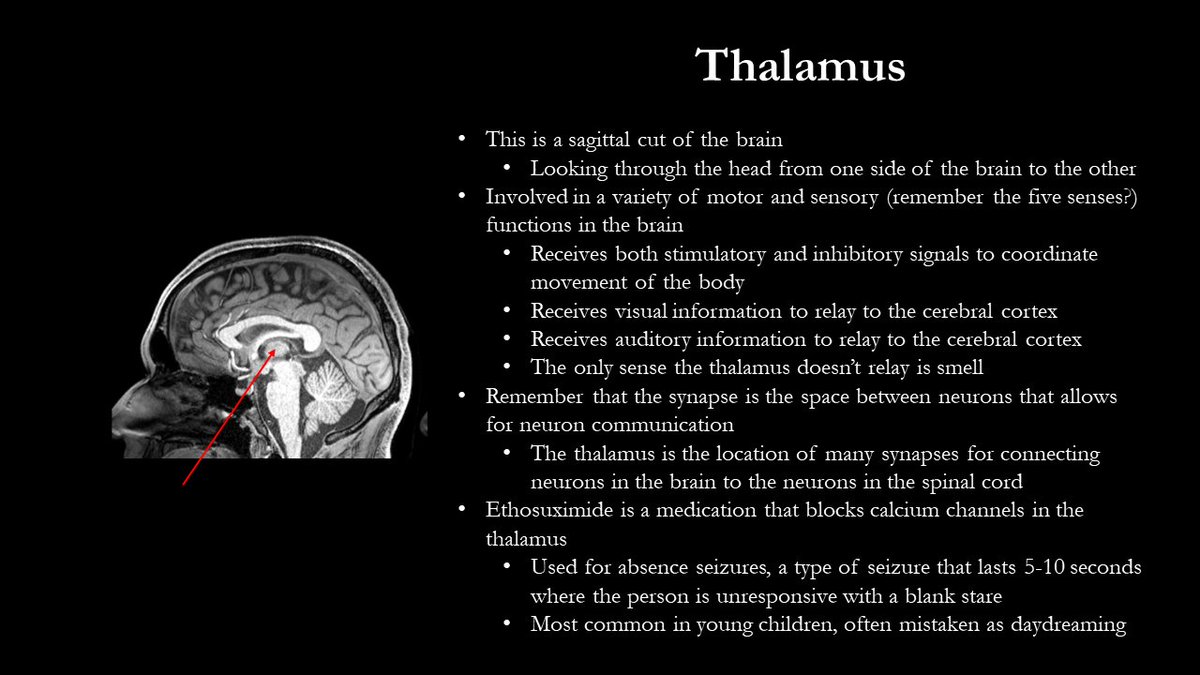 J.D. Squire (@johndsquire) on Twitter photo Here is the thalamus of the brain (not to be confused with the hypothalamus!) Here is the thalamus of the brain (not to be confused with the hypothalamus!)