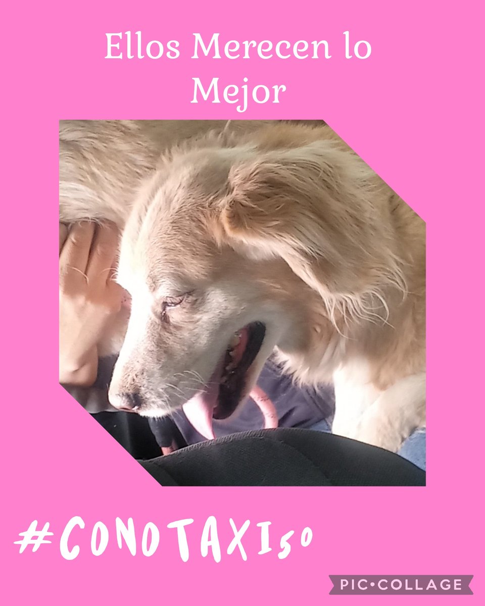 #ConoTaxi50 #HugoFloresSánchez de #ConoTaxi Traslada a sus
 usuarios
y sus mascotas de 
manera segura en la Ciudad de México.

#ConoTaxiSeguroTeLleva 
#conotaxitrasladaatumascota
#ConoTaxiTeLlevaSeguro 
#tuPeludoViajaSeguro

Llámanos al 56-2067-0467 o mándanos Whatsapp
