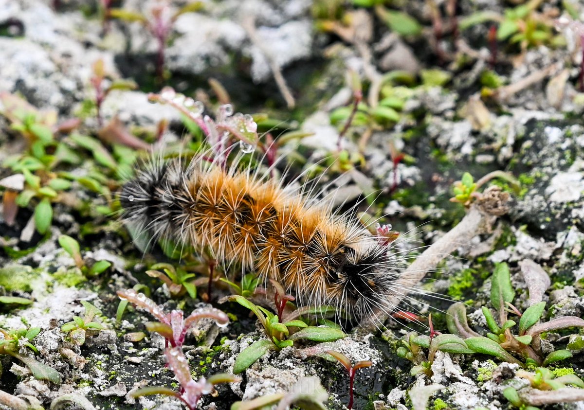 Tiger Moth larva (arctiinae family) - Chandu, Gurugram - Jan 24.
#mothmonday #ThePhotoHour #natgeoyourshot #channel169 #naturephotography #macrohour #NikonCreators #biodiversity #entomology #conservation #BBCWildlifePOTD #moths #discoverearth #discovernature #wetlandwonders