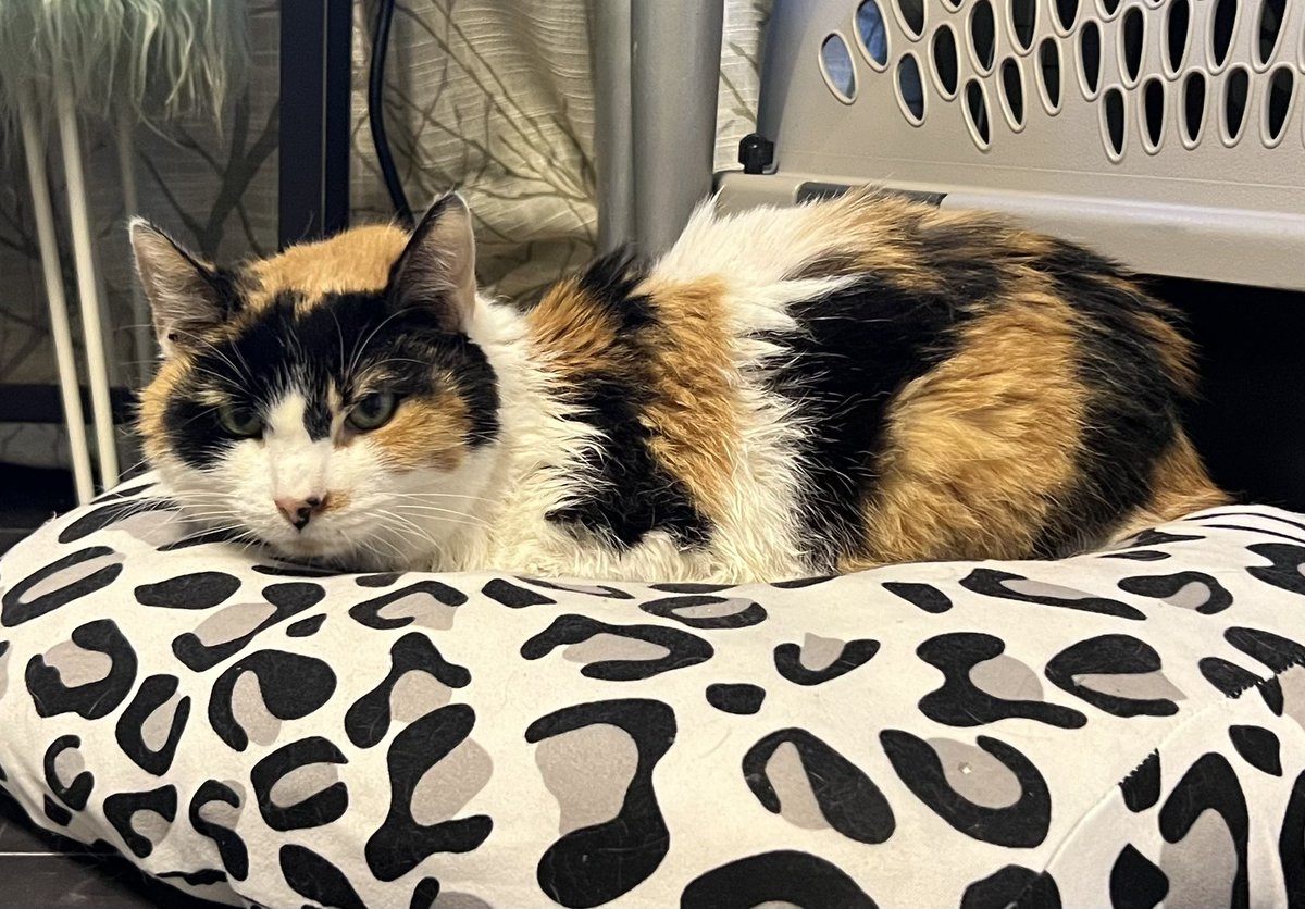 THE HERD HOUSE tweet media