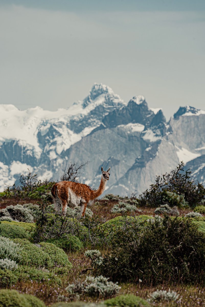 Two months ago, our Marketing Coordinator visited our field station in Puerto Natales, Chile and captured these incredible photos from Torres del Paine National Park, located just a short drive away from our center 😍