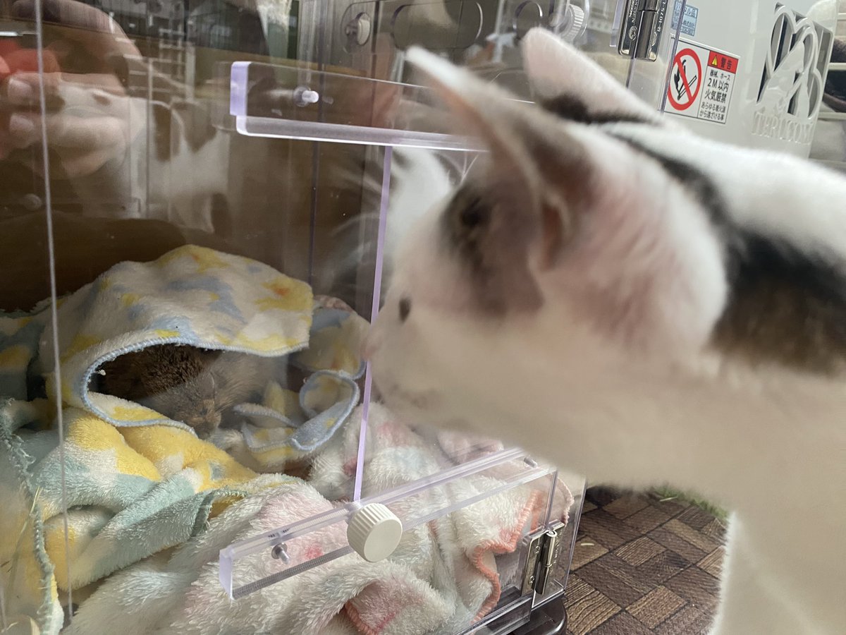 puipuioukoku_f's tweet photo. 酸素室をお借りして約1日ですが、あきらかにあった方が睡眠を取ることができていて元気というほどで��無いけど楽さは出るみたいです☺️
猫もとても心配しています💦

密閉ではないですがある程度隙間を塞いで酸素入れるため、おしっこの匂いが篭りがちですね🤔 https://t.co/BuNZYGfmtr