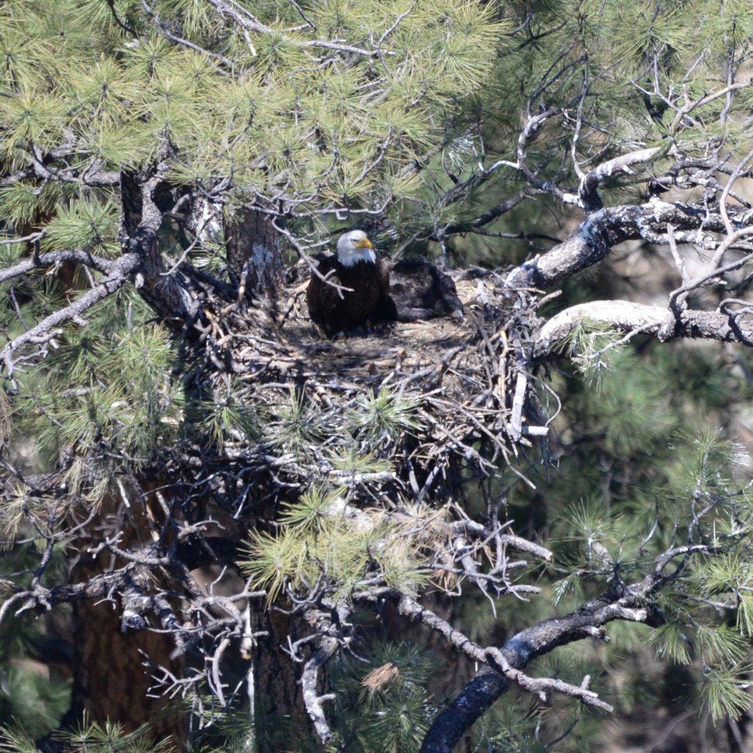 apsFYI's tweet image. Do you see what we see? That's one fierce bald eagle parent protecting its nestling. 🦅

We are committed to the safety and wellbeing of our state’s wildlife and environment, and we partner with great organizations like @azgfd to help protect birds and animals throughout Arizona.