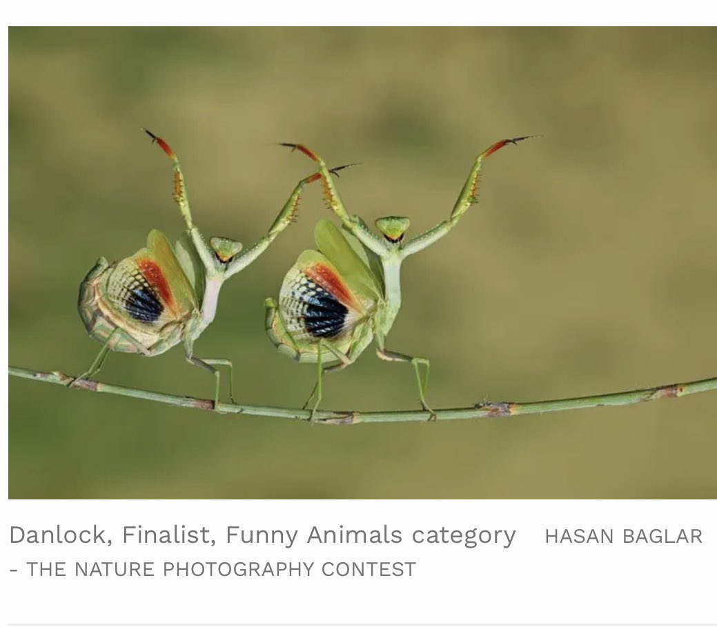 Funniest photo of the weekend. - who knew mantises had so much fun!