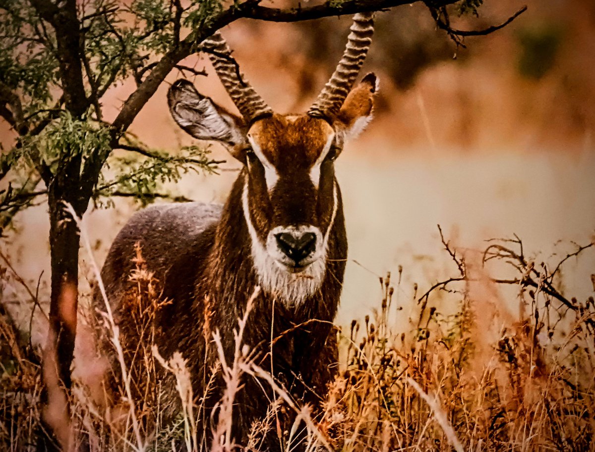 'Be serious about your life, you only get one shot at it!' #liveinthemoment #NaturePhotography #photography #MondayMotivation Waterbuck