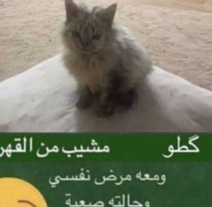 ⭐️🐈‍⬛⭐️ tweet media