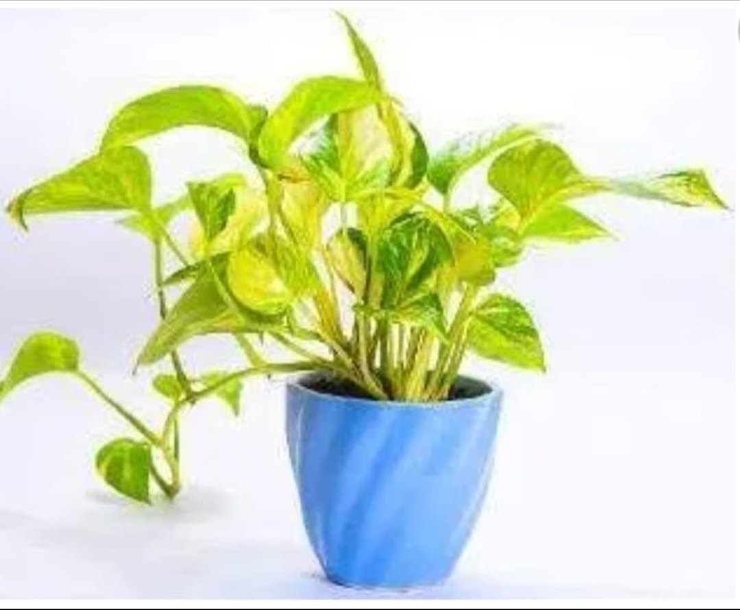 To bring new opportunities and new clients in job or business, place a money plant in blue pot in the North zone (348.75 to 11.25) of your house
#vastu #vastutips