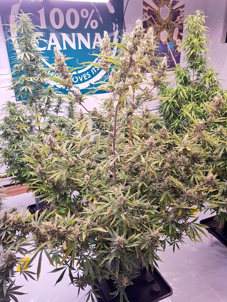 MizzFlo420Grow tweet media