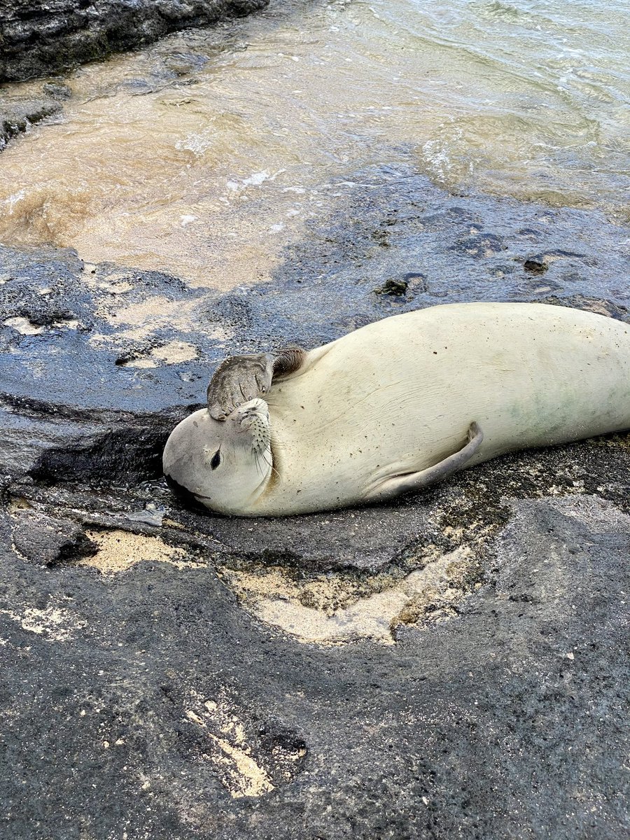 Can he be any cuter???? We had an entire beach to ourselves and came upon this adorable Hawaiian monk seal. Awesomeness. 

📍Ni’ihau, Hawaii

#hawaiianmonkseal #hawaiianmonkseals #niihau #hawaii #hawaiilife #hawaiitravel #hawaiistagram #followmeformoreadventures