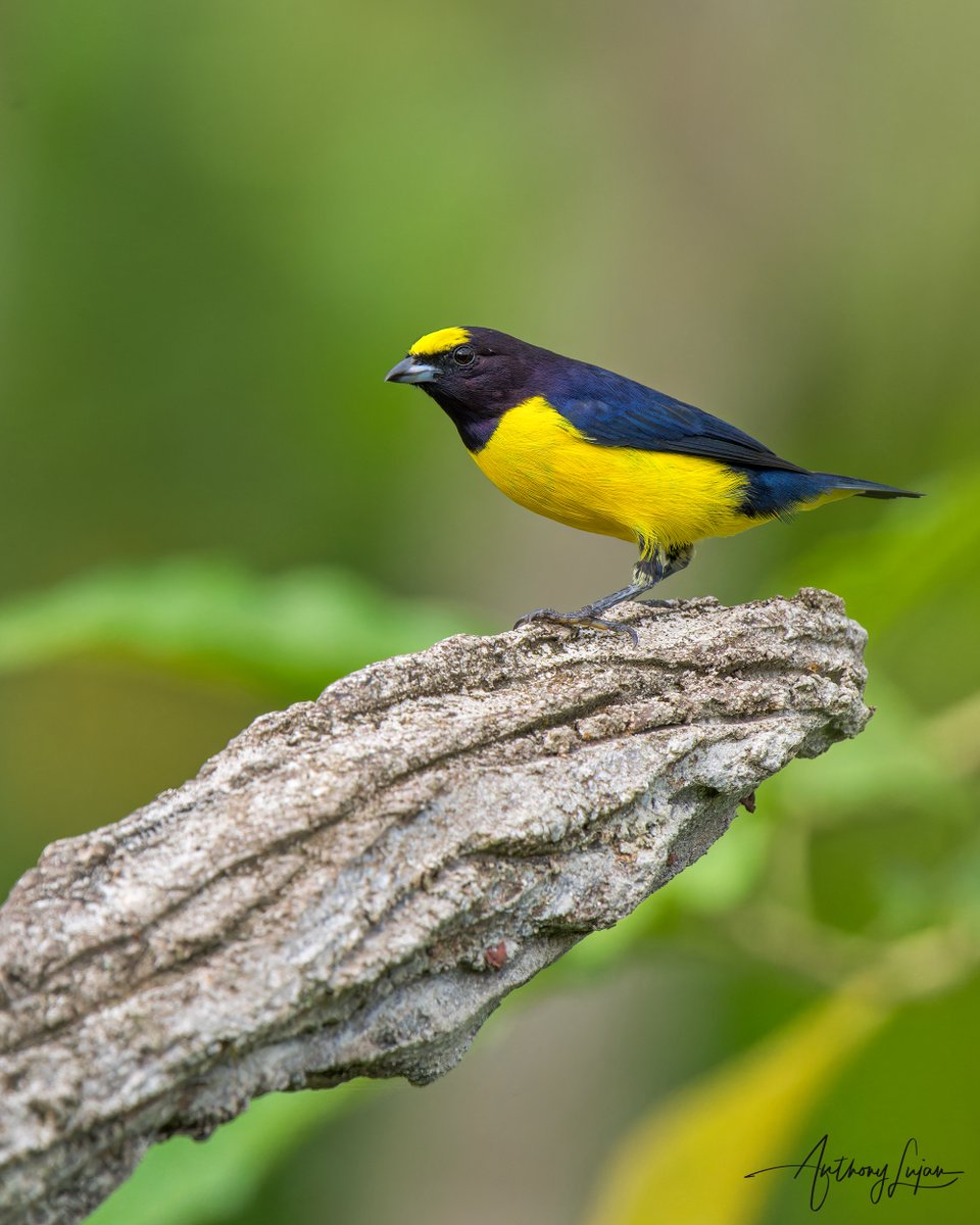 Purple-throated Euphonia
Euphonia chlorotica
Status - Least Concern
Sony A1 - Sony 600mm

#PurplethroatedEuphonia #peru #kings_birds #nuts_about_birds #eye_spy_birds #earthcapture #nature #natgeoyourshot #naturephotography #natgeo #bbcearth #sony #wildlifephotography #wildlife...