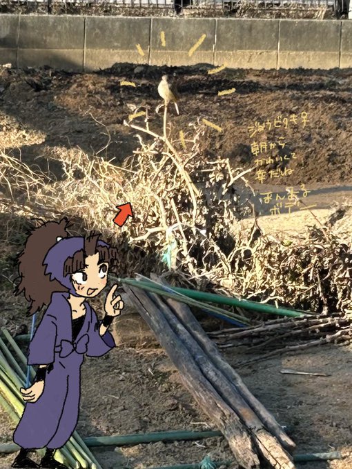 おほージョウビタキと竹谷 