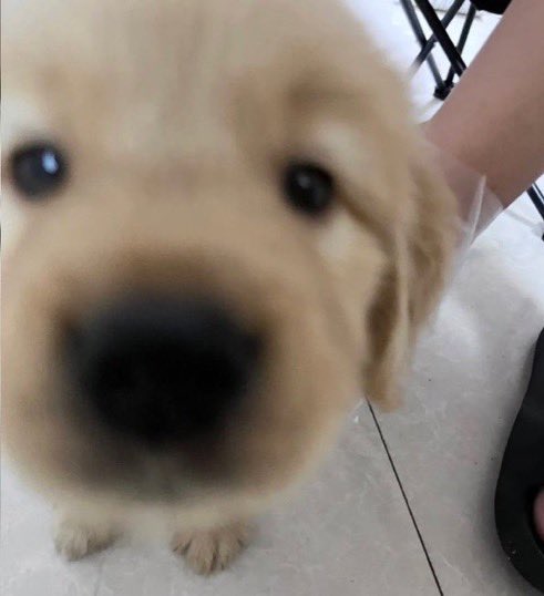 dogonboo tweet picture