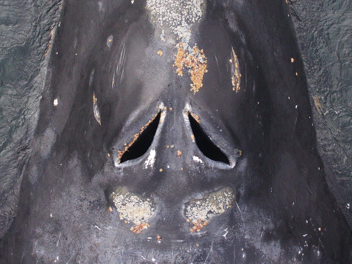 whale_nerd's tweet photo. New paper today in @royalsociety Biology Letters:
"Morphology of nares associated with stereo-olfaction in baleen whales". We argue that zooplanktivirous mysticetes may use scent to locate food, possibly putting them at increased risk of plastic ingestion
https://t.co/8pIsPuv2zl https://t.co/X7MJiRhaAZ
